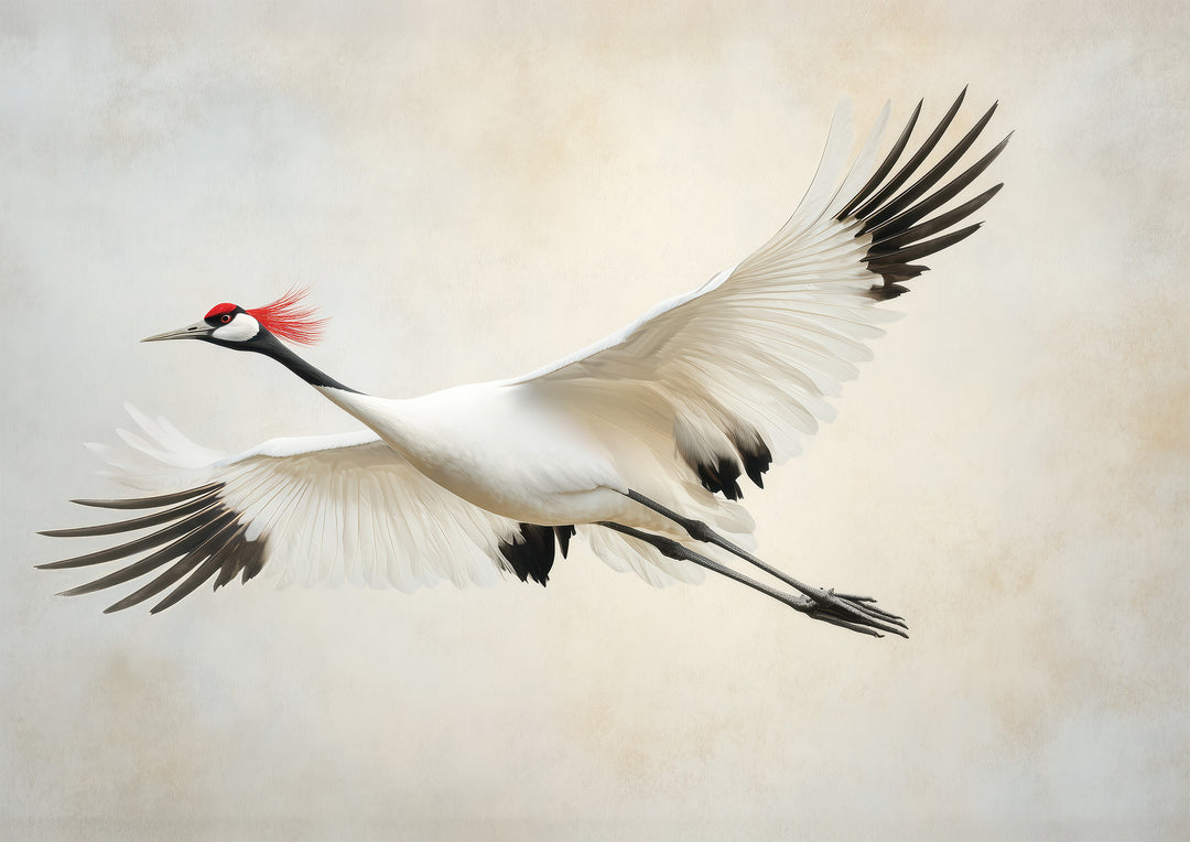 Red Crowned Crane Wall Art Print