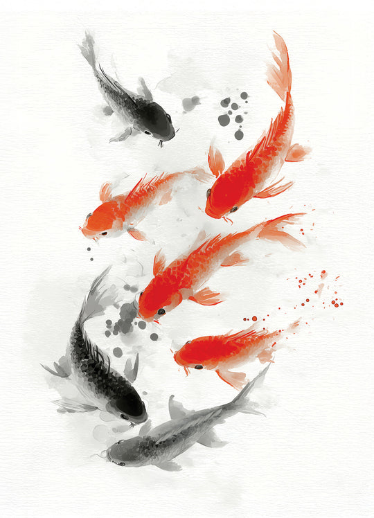 Koi Fish in Motion